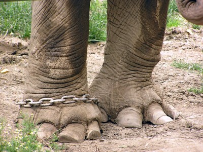 The Elephant Rope